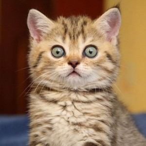 Создать мем: испуганный кот, кот с удивленными глазами, кот удивление