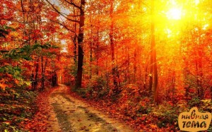 Create meme: the autumn sun, foliage autumn, autumn in the forest