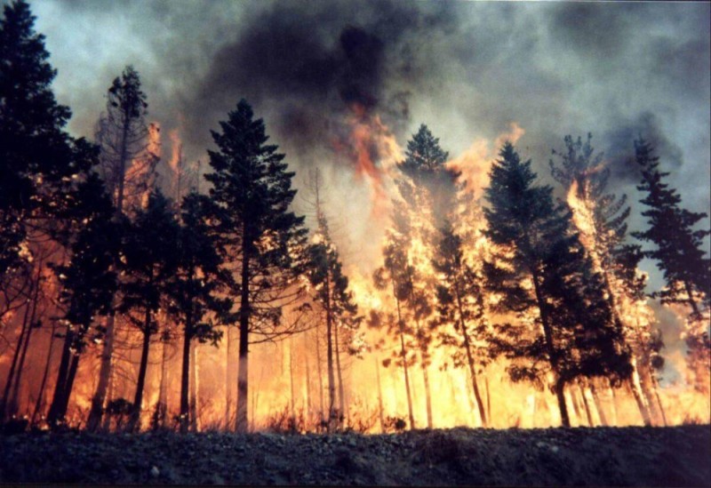 Создать мем: высокая пожарная опасность, пожар леса, берегите лес от пожара