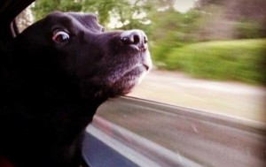 Создать мем: мемы про собак, глаза животных, кто заговорил 1 собака фото