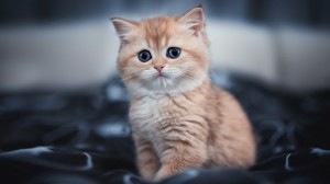 Create meme: kitten redhead, red kittens, British Golden chinchilla