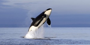 Создать мем: фото касаток в океане, касатка и борзая, killer whale