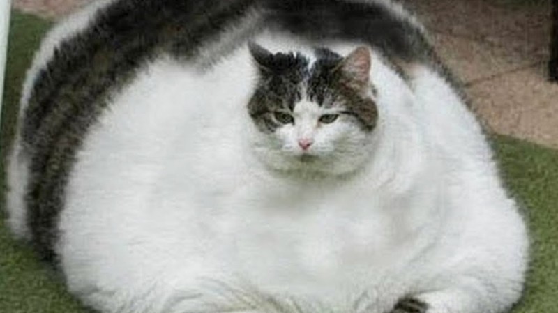 Создать мем: самый толстый кот, толстые коты порода, самые толстые коты