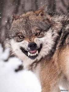 Create meme: bad wolf, wolfish grin
