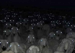 Create meme: frightening photo of sheep, Paradise sheep, a flock of sheep by night