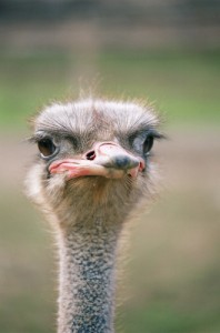 Create meme: ostrich farm, kuş, beak