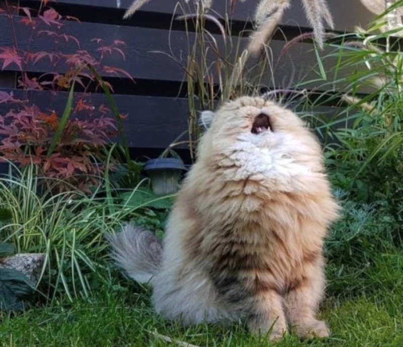 Create meme: screaming cat , cat aaaah, cat aaaaa