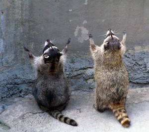 Create meme: photos raccoon, raccoon gargle, funny raccoons