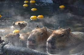 Create meme: capybara in a hot spring, capybaras in yuzu, capybara bathes