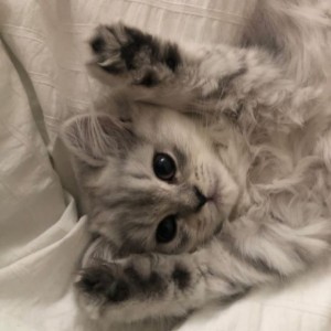 Create meme: kitty, cute cats, cute kittens