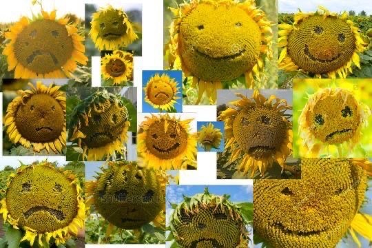 Create meme: funny sunflowers, sunflower smiles, sunflower be happy
