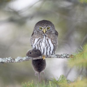 Create meme: bird, owl, little owl