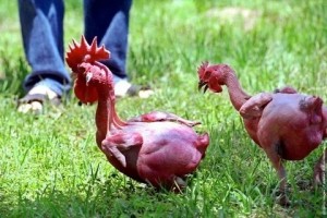 Create meme: bald chickens, breed bald chickens, bald chicken