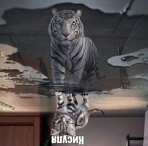 Create meme: the cat in the reflection of the tiger, white tigers, The mirror tiger