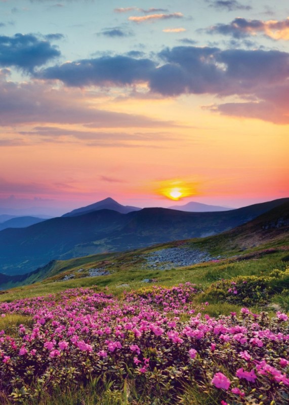 Create meme: flowers landscape, mountain landscape, the flowers of the mountain
