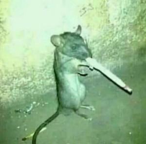 Create meme: rat, La devil, a rat with a cigarette photo