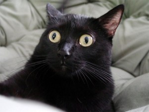 Create meme: black cats, funny black cat, surprised black cat meme