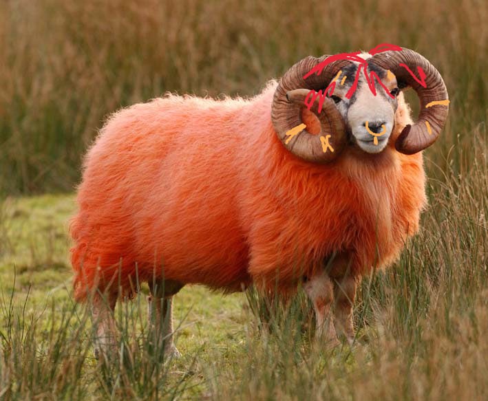 Создать мем: баран, баран обыкновенный, рыжая овца