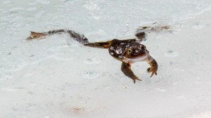 Создать мем: лягушки умеют плавать, лягушка во льду, обыкновенная жаба