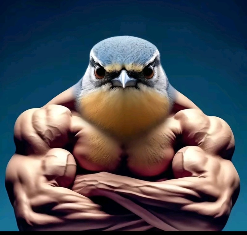 Create meme: The nuthatch is a bird, animals birds, the birds are beautiful