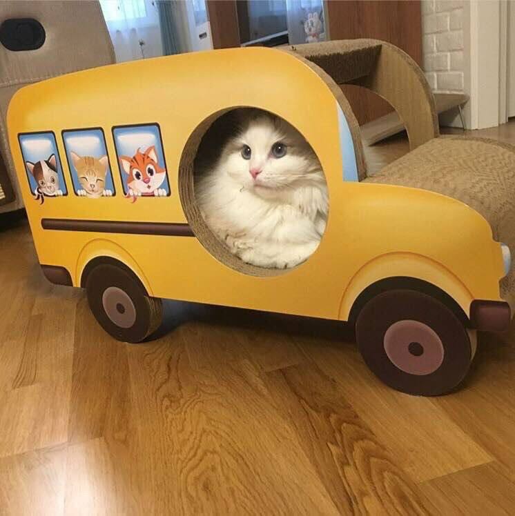 Create meme: a cat in a cardboard car, Sylvanian families school bus, a car for cats