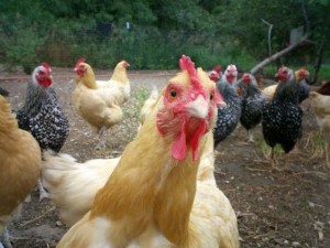 Создать мем: болезни у куриц несушек, домашняя курица, породы кур