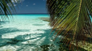 Create meme: the Wallpapers sea, beautiful beach, sea beach palm trees
