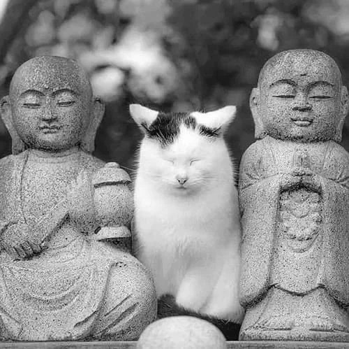 Create meme: The cat is a Zen Buddhist, The Buddha cat, The cat in Buddhism