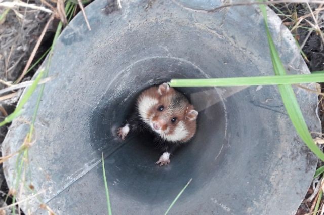 Create meme: hamster karbysh, the steppe hamster, wild hamster 