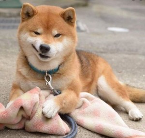 Create meme: dog Shiba inu, breed Akita inu