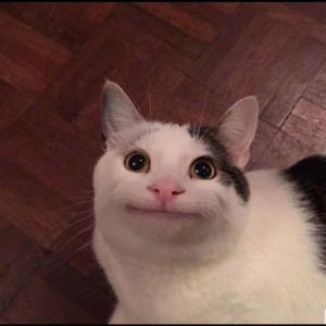 Создать мем: котик улыбается мем, улыбающийся кот, смешной кот мем