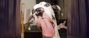 Создать мем: прикольные рожицы собачьи смешные, собака доги смешные фото, смешные гримасы собак
