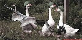 Create meme: goose, combat goose