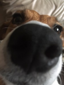 Create meme: the dog's nose Beagle, dog, Jack Russell