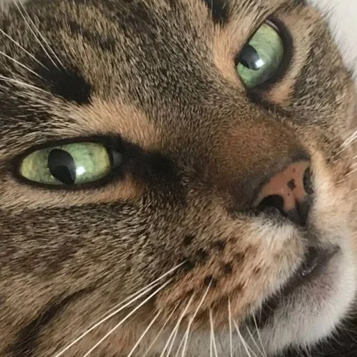 Create meme: cat eye , cat eyes , cat 