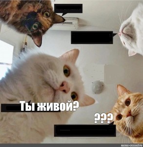 Создать мем: мемы с котами 2021, мемы с котами, коты мем наташа