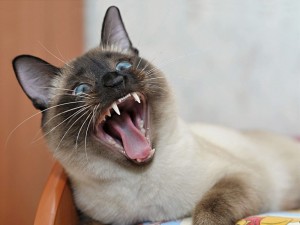 Создать мем: Тайская кошка, сиамский кот, Сиамская кошка
