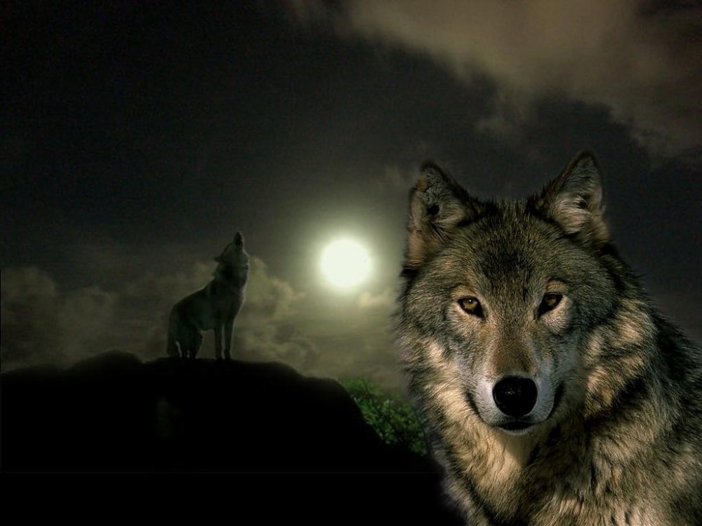 Create meme: wolf painting, a lonely wolf, grey wolf 