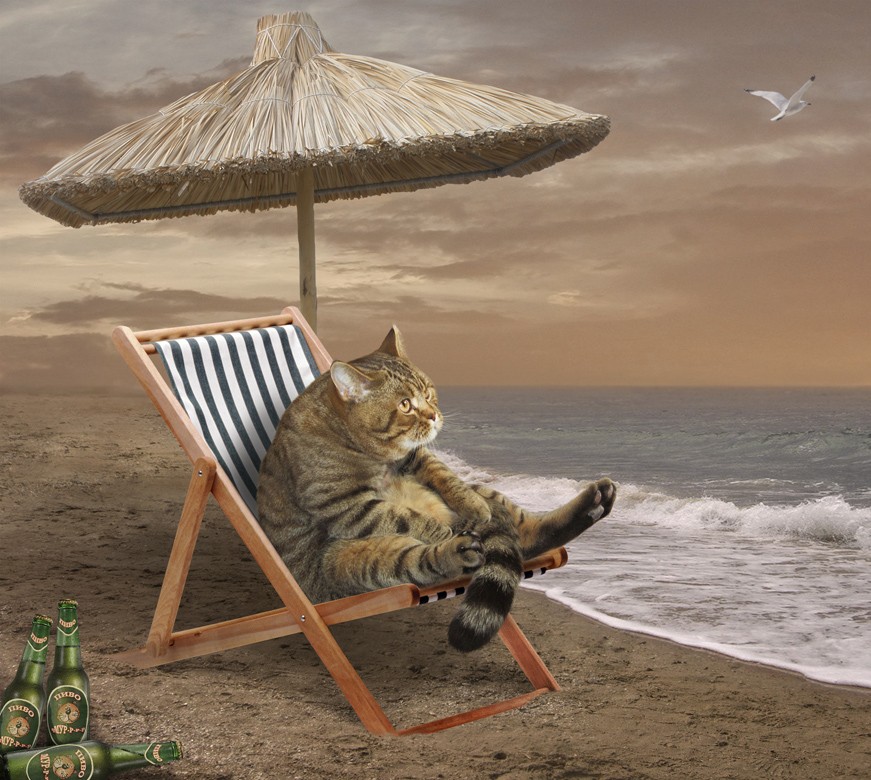 Создать мем: котик в отпуске, кошка в отпуске, отдыхающий кот