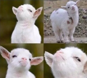 Create meme: animal, goat meme, the proud goat