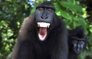 Create meme: funny animals, maymun, monkey