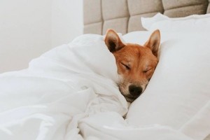 Создать мем: любимые собаки, собака спит под одеялом, щенок домашний питомец