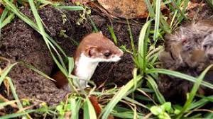 Создать мем: нора ласки, stoat, weasel