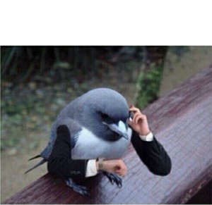 Создать мем: meme, голуби обосрали, bird