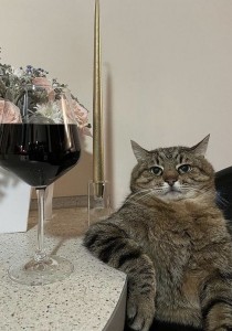 Создать мем: кошка с вином, кот, кот с вином мем