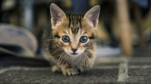 Создать мем: очаровательные котята, котенки маленькие, бездомные котята