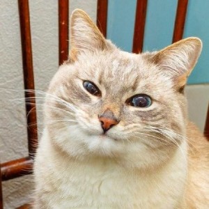 Создать мем: кот, кот с блинами мем, blini cat face