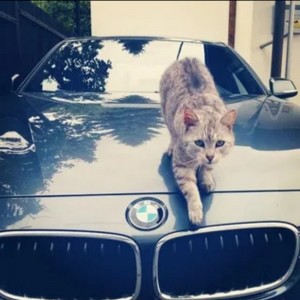 Создать мем: заставки в ватсап в виде машины с котом, машина кошка, кот в машине