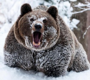 Create meme: Russian bear, bear, bear forest