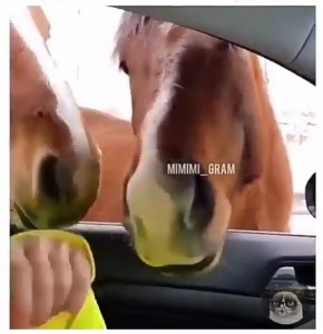 Создать мем: лошадь и машина